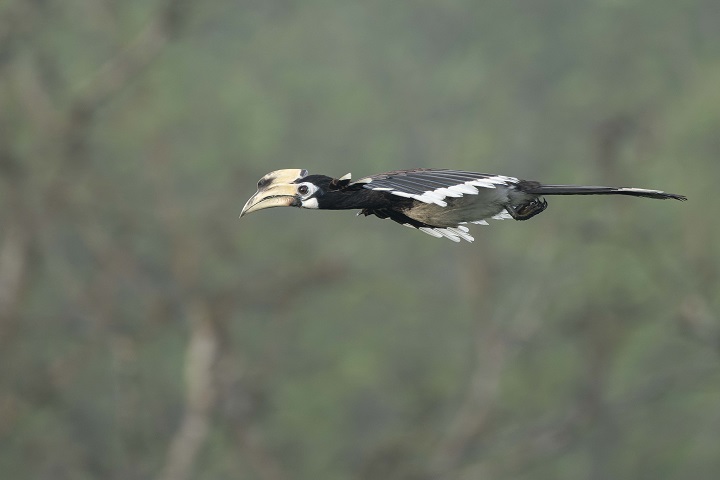 পাখিটির নাম ধনেশ